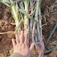 铁杆大葱正出货