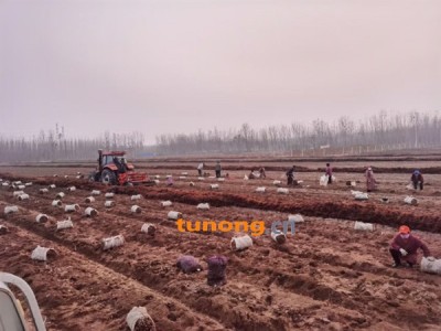 宏润农业铁棍山药豆苗13954022333图1