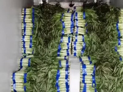 山东省临沂市沂南县陆地大棚红尖叶莴苣莴笋大量上市中图1