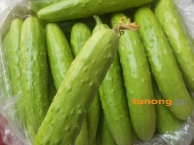 当地特产，地标产品，白玉黄瓜，一年四季可持续供货。图1