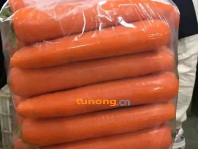 胡萝卜大量上市，欢迎各大老板前来选购图1