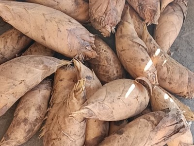 深山冬笋竹笋,黄泥笋图1