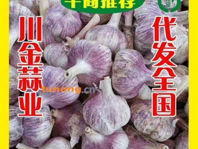 金乡县川金蒜业，金牌代办，冷库存储，代发全国。图1