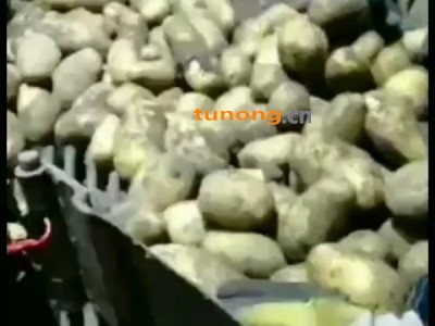 出售黑龙江土豆荷兰系列，尤金885。图1