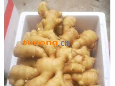 【生姜】老姜，大黄姜，小黄姜【姜母】供应图1