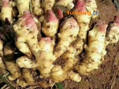 山东优质鲜姜上市，老姜，姜母货源充足，全国发货图1