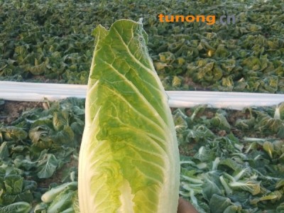 河南周口鹿邑小颗娃娃菜图1