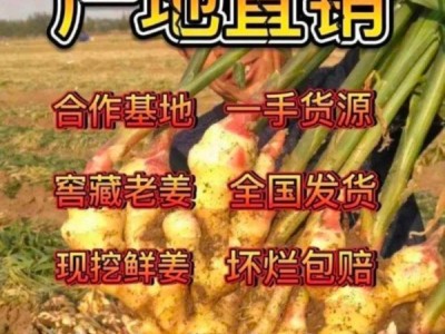 山东生姜产地直销 大黄姜价格  欢迎来电咨询图1