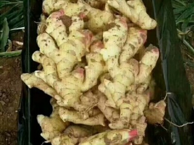 山东产地小黄姜，烟台红富士苹果，批发。图1