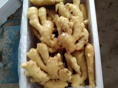 优质生姜姜母大量货源需要的老板联系图1