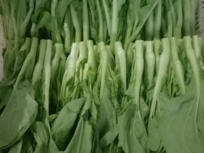 白菜苔，菜苔，菜心绿之源叶菜种植示范区图1