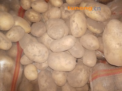 内蒙黄皮黄心土豆图1