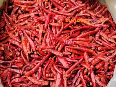 供应三英椒，精品，上通货，二花，花皮，图1