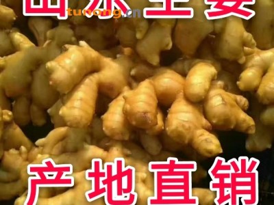 18315768022生姜/土豆/苹果/仔猪供应图1