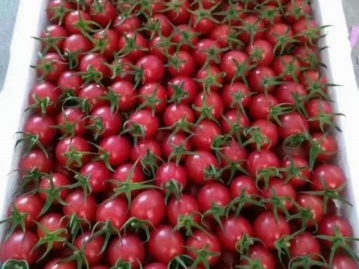 海南千禧圣女果图1