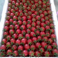 海南千禧<span class=