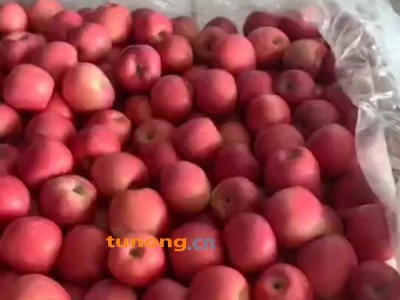山东红星苹果，红将军苹果产地，红富士苹果大量供应图1