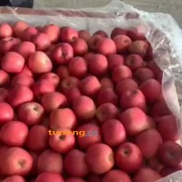 山东红星苹果，红将军苹果产地，红富士苹果大量供应