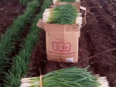 吉林省，安图县，龙林大棚韭菜图1