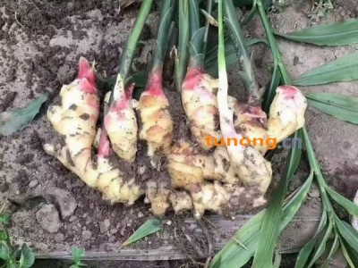 优质鲜姜 小黄姜 大黄姜《全国代发货 专线直达》图1