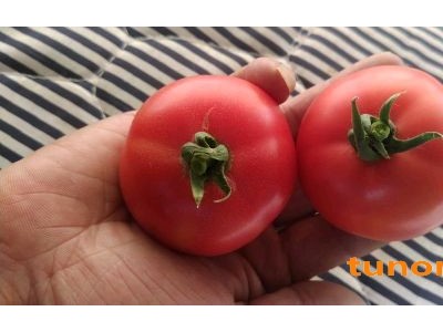 原味一号番茄，大小适中，酸甜可口，儿时的味道图1