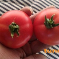 原味一号番茄，大小适中，酸甜可口，儿时的味道