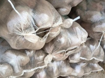 宁夏固原西吉县新营乡西吉土豆欢迎新老客户联系，图1