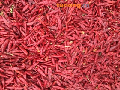 河南产区开封通许县三英八号辣椒大量上市。图1
