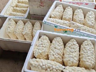 真空包装马蹄肉图1