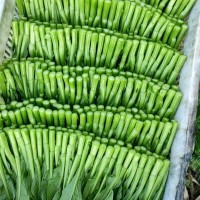 自家基地种植，精品尖叶菜心