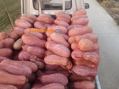 河南新乡封丘县产地蜜本南瓜图1