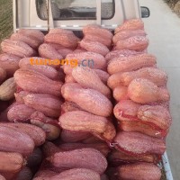 河南新乡封丘县产地蜜本南瓜