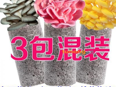 菌种 红平菇三种 打包发货 包邮 优惠特价图1