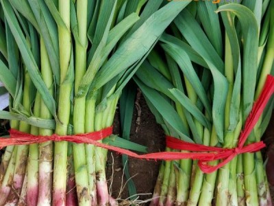 四六瓣蒜种山东蒜苗，红蒜苗！大量上市中！图1