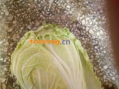 青杂三号，大白菜，绿叶大菜，吃着脆甜，没有丝，图1