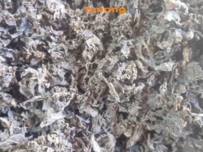 精品免洗地皮菜图1