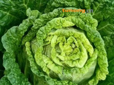 威宁高山黄心大白菜，矮白菜。优选现货自种自卖图1