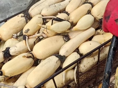 黄河口莲藕,产地直销,价格优惠图1