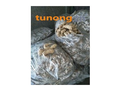 山东日照姜母鲜姜老姜姜种姜巴出售图1