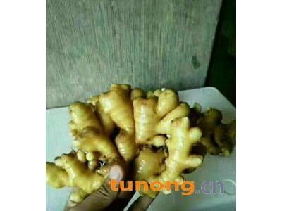 山东生姜小黄姜老姜批发15688815666姜种图1