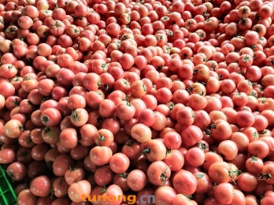 云南硬粉西红柿图1