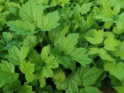 东北升麻苗子山野菜苗子中草药苗苦窿芽种根种苗苦嫩芽苗图1