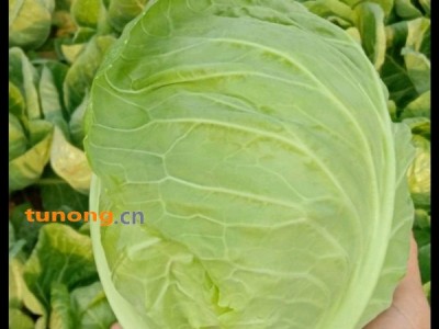 潍坊寒亭大量供应甘蓝图1