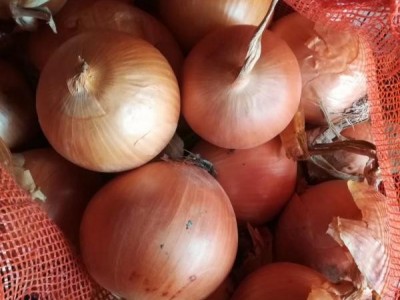 甘肃黄皮洋葱！常年供应！代发全国市场，冷库出租！图1