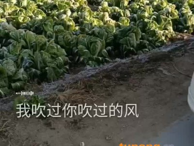 大量北京新三号图1