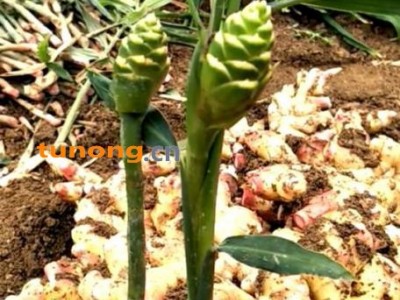 原产地生姜批发图1