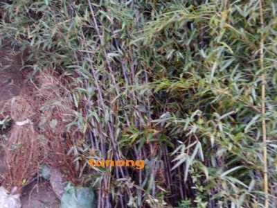 精品刚竹，青皮竹，紫竹，凤尾竹，楠竹，，图1