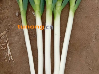 代收山东大葱，铁杆大葱，优质葱图1