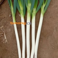 代收山东大葱，铁杆大葱，优质葱