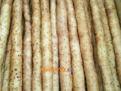 供应山药,河北安国15130462567图1